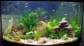 Aquariums - How To Safely Change The Water In Your Saltwater Aquarium