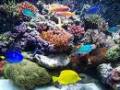 2nd Aquariums - Setting Up A Reef Saltwater Aquariums