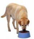 Dog Diets - dog diets articles